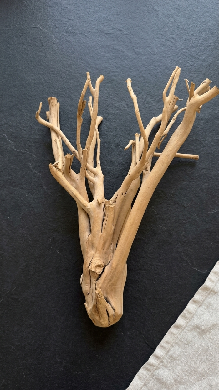 Bare Branch Stems